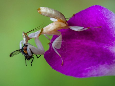 Téléchargez les photos : Mante d'orchidée, Hymenopus coronatus est une mante des forêts tropicales de l'Asie du Sud-Est - en image libre de droit