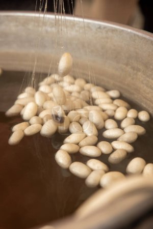 Téléchargez les photos : Cocons de vers à soie blancs élevés pour produire de la soie. soie brute, photo de haute qualité - en image libre de droit
