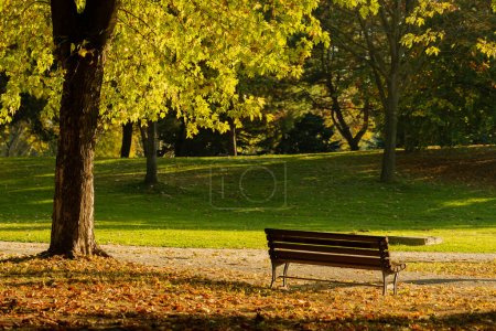 Empty bench in the autumnal park with path , rest area away from the noise of the city. High quality photo