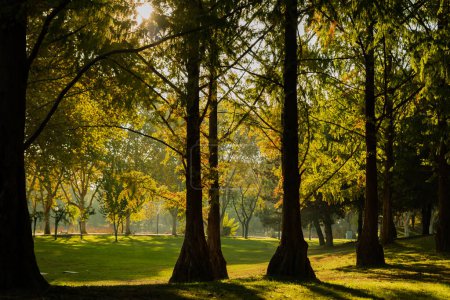 Téléchargez les photos : Nature fascinante et jeux de lumière dans le parc au lever du soleil, automne saison consept. Photo de haute qualité - en image libre de droit
