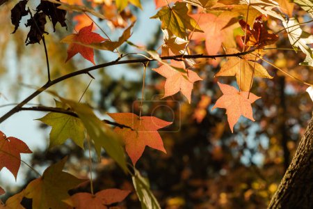 Téléchargez les photos : Feuilles colorées avec automne, feuilles dans des tons différents, concept automne. Photo de haute qualité - en image libre de droit