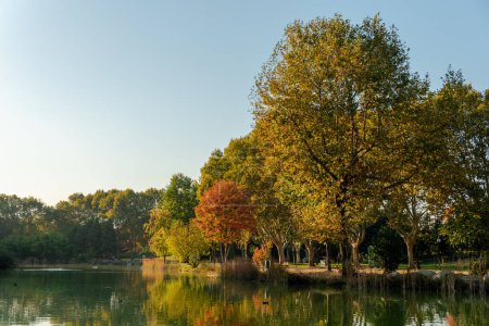 Téléchargez les photos : Passerelle bordée d'arbres dans une belle saison d'automne, concept de feuilles tombées,. Photo de haute qualité - en image libre de droit