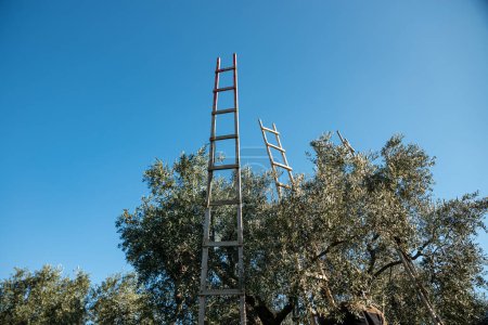 Foto de Wooden stairs used in olive harvest , traditional olive farming. High quality photo - Imagen libre de derechos