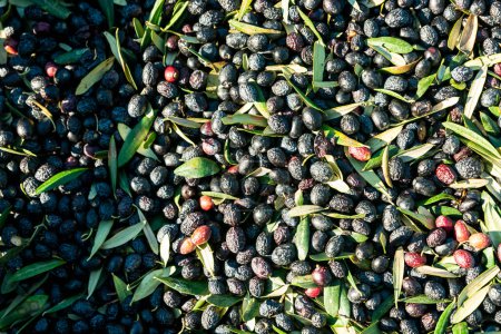 Téléchargez les photos : Olives during harvest , Just picked olives on the net during harvest time . High quality photo - en image libre de droit