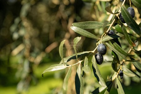 Téléchargez les photos : Olive oil trees full of olives.olive harvest , traditional olive farming concept. High quality photo - en image libre de droit