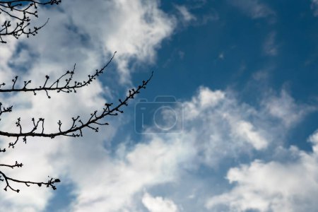 Téléchargez les photos : Blue sky with trees in background blue sky background with clouds. Beautiful sunset sky above clouds with dramatic light. Fluffy clouds at sunset. High quality photo - en image libre de droit