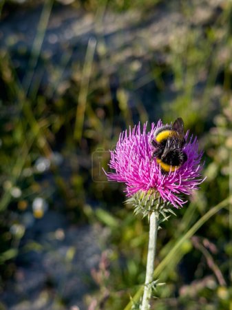 Photo for Bumblebee collecting pollen and flower nectar on a purple flower. High quality photo - Royalty Free Image