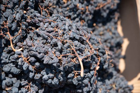 Téléchargez les photos : Raisins noirs séchés exposés sur le marché, concept de collation saine. Photo de haute qualité - en image libre de droit