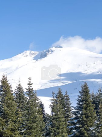 Kiefern im Vordergrund schneebedeckte Landschaft von Uludag im Hintergrund. Hochwertiges Foto
