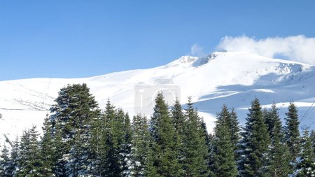 pinos en el paisaje nevado de primer plano de Uludag en el fondo. Foto de alta calidad