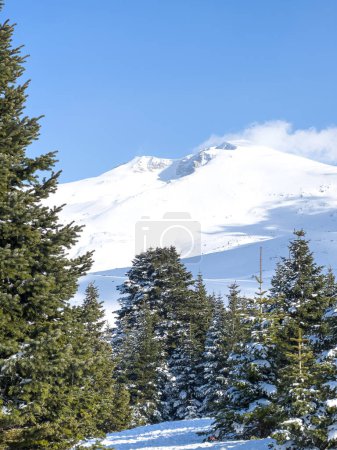 pinos en el paisaje nevado de primer plano de Uludag en el fondo. Foto de alta calidad