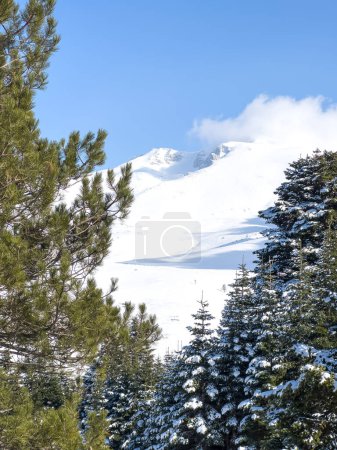 Kiefern im Vordergrund schneebedeckte Landschaft von Uludag im Hintergrund. Hochwertiges Foto