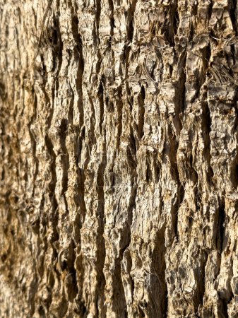 Téléchargez les photos : Écorce d'arbre, écorce brune sèche de palmier, fond, concept d'été. - en image libre de droit