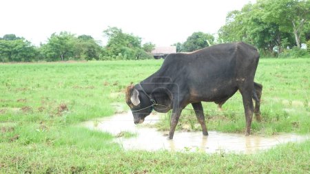 Téléchargez les photos : Farmer feeding cow in the field - en image libre de droit
