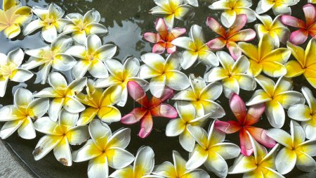 Téléchargez les photos : Fleurs plumeria dans le jardin - en image libre de droit