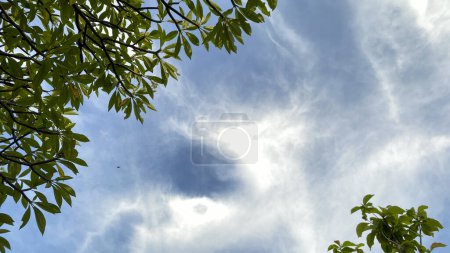 Téléchargez les photos : Feuilles vertes sur le fond du ciel - en image libre de droit