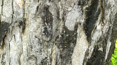 Foto de Primer plano de una corteza de árbol - Imagen libre de derechos