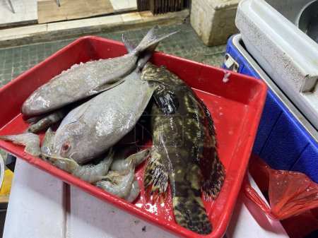 Variety of raw fresh fish. Whole snapper and grouper, fillet of salmon, cod, red fish on red plastic container are ready to grill. Sea food restaurant concept