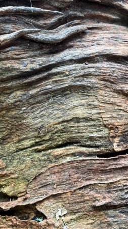 Detailed warm dark brown and green tones of a felled tree trunk or stump. Rough organic texture of tree rings with close up of end grain.