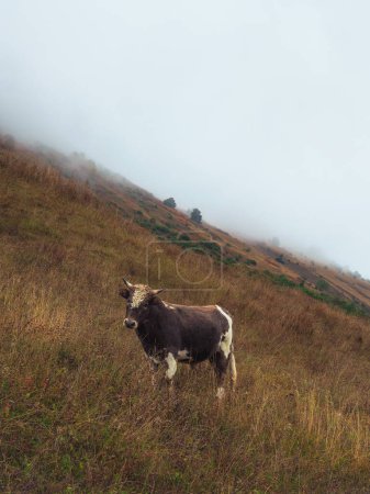 Téléchargez les photos : Drôle jeune taureau brun avec un front bouclé pose sur une pente raide et brumeuse montagne. - en image libre de droit