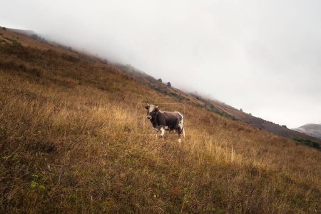 Téléchargez les photos : Taureau solitaire dans un pâturage, tôt le matin brumeux. Drôle jeune taureau brun avec un front bouclé pose sur une pente raide et brumeuse montagne. - en image libre de droit