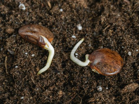 Les graines de Wisteria avec de petites racines sont plantées dans le sol, en gros plan. Deux graines sont disposées sur des terres fertiles.
