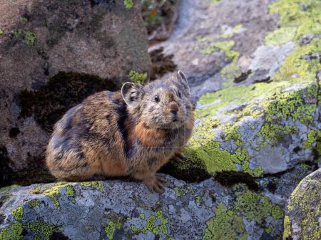 Photo for Close up of funny Pika Ochotona collaris sits on rocky in Altai mountain. Cute small mammal on bokeh background. Small pika rodent bask on rock. - Royalty Free Image