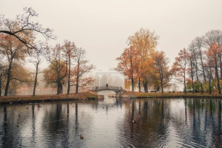 Téléchargez les photos : Concentrez-vous. Foggy mélancolique parc de la ville d'automne. Pont au-dessus d'un étang où il y a du brouillard. Gatchina, Palace Park, Russie. - en image libre de droit