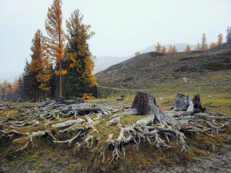 Téléchargez les photos : Racines géantes de cèdre. Racines d'arbres et forêt d'automne. Racines entrelacées de deux vieux arbres dans la forêt d'automne de l'Altaï. - en image libre de droit