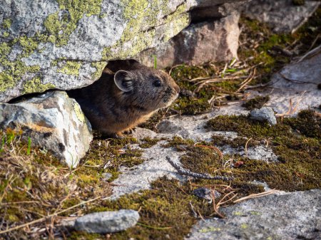 Photo for A close-up of a funny Pika Ochotona collaris sitting in a hole on a rock in the mountains. Cute little mammal on a background of rocks. The little squeaker rodent returned to the rock. - Royalty Free Image