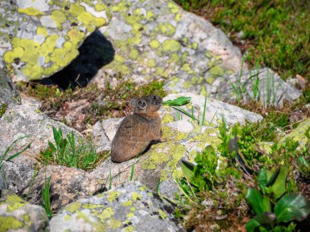 Photo for Close up of funny Pika Ochotona collaris sits and eat on rocky in Sayan mountain. A rodent with grass in its mouth. Cute small mammal on bokeh background. Small pika rodent bask on sunny rock. - Royalty Free Image
