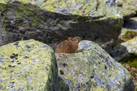 Photo for Selective focus. Portrait of funny Pika Ochotona collaris sits on rocky in Altai mountain. Cute small mammal on bokeh background. Small pika rodent bask on rock. - Royalty Free Image