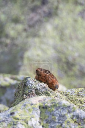 Photo for Vertical portrait of funny Pika Ochotona collaris sits on rocky in Altai mountain. Cute small mammal on bokeh background. Small pika rodent bask on rock. - Royalty Free Image