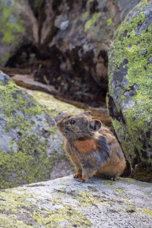 Photo for Vertical portrait of funny Pika Ochotona collaris sits on rocky in Altai mountain. Cute small mammal on bokeh background. Small pika rodent bask on rock. - Royalty Free Image