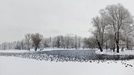 Foto de Místico paisaje panorámico matutino con niebla invernal sobre el lago y muchas aves. Paisaje invernal helado con lago. Pájaros en un estanque de invierno. Paisaje del norte en el lago. - Imagen libre de derechos