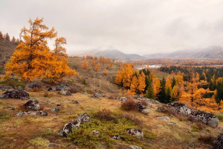 Foto de Nubes de nieve gruesas flotan sobre un valle arbolado de otoño con un río a lo lejos. Niebla en el valle de la montaña. Niebla matutina sobre el río en las montañas Altai. - Imagen libre de derechos