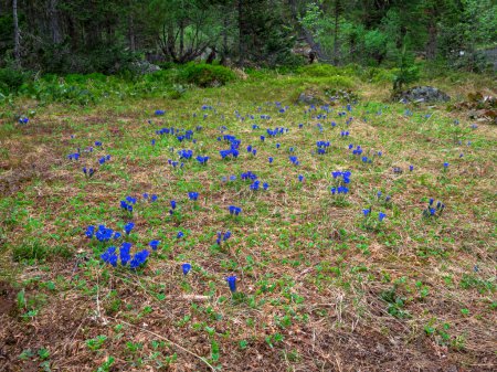 Waldlichtung mit Blumen. Enzian groß - geblümt Enzian grandiflora aus nächster Nähe. Wilde Sommerblumen aus Sibirien. Subalpine und alpine Wiesen in den Bergen. 