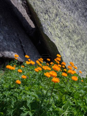 Leuchtend orangefarbene Blüten wachsen auf den Felsen. Trollius altaicus, Globenblume, wunderschöne orangefarbene Blüten, die am Berghang wachsen. Grünes Hochplateau. Vertikale Ansicht.