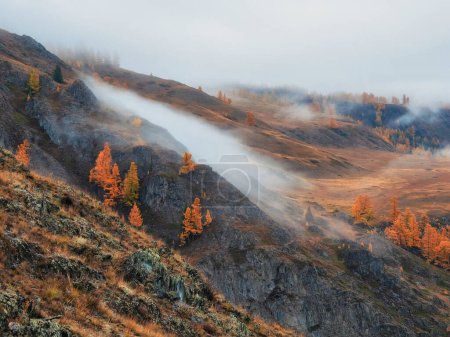 Autumn steep slope and golden forest in dense fog. Stone hillside with larches trees in morning in thick low clouds. Mountainside with firs and autumn flora in mist. Fading autumn colors.
