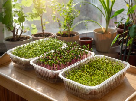 Photo for Growing various micro-green plants and radishes at home in sunlight. Little fern plants in flower pots. Vegetable seedlings. - Royalty Free Image