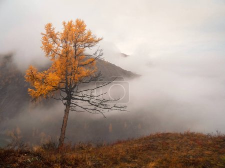 Autumn background, steep slope and golden larch tree in dense fog. Mount hillside with larch tree in morning in thick low clouds. Mountainside with firs and autumn flora in mist. Fading autumn colors