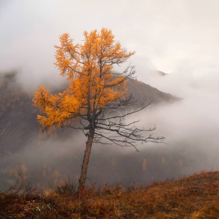 Autumn square background, steep slope and golden larch tree in dense fog. Mount hillside with larch tree in morning in low clouds. Mountainside with firs and autumn flora in mist. Fading autumn colors