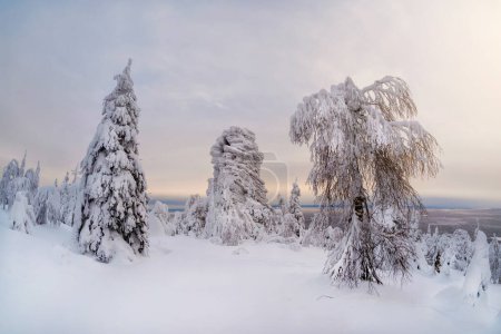 Winterwald in Sanset, Bäume im Schnee, fertiger Hintergrund für die Anlage. Große Granitfelsen sind gefroren und mit Schnee bedeckt. Natursteinstatuen, Felssäulen, Verwitterungspfosten.