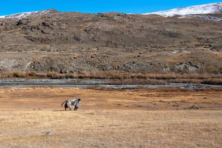 Beau jeune yak gris pur pâturage sur les pâturages d'automne dans les steppes de Mongolie. Bovins mongols dans la matinée ensoleillée.
