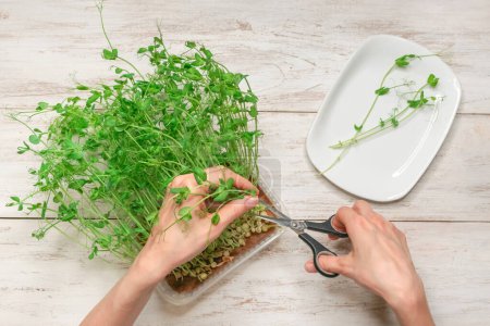 Photo for Woman cutting fresh micro green on white wooden background, top view - Royalty Free Image