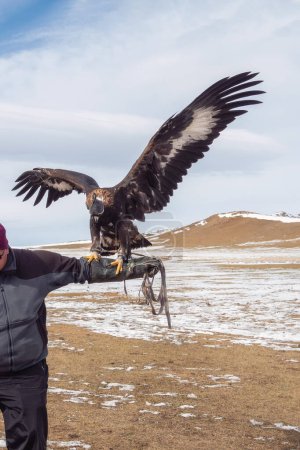 Eagle st of the hand. Portrait of a hunting golden eagle on the background winter mountains.  Eagles eagle hunters are individuals who train and hunt with golden eagles in Mongolia. Copy space. 