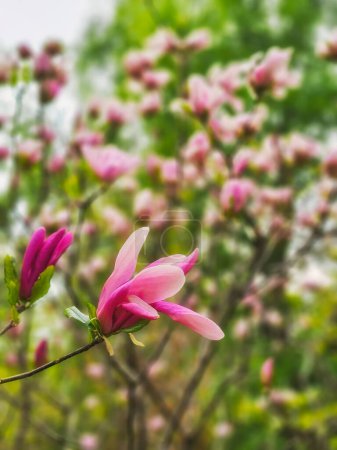 Magnolia blooming in the spring park. Beautiful pink blooming of magnolia flowers. Vertical view.