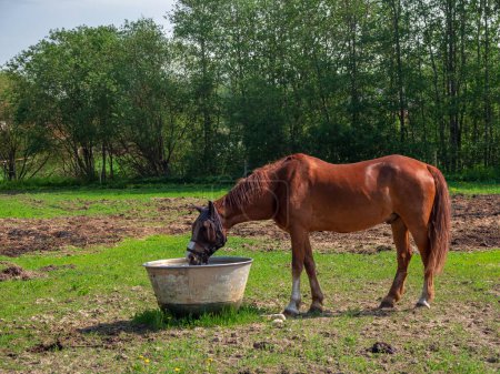 Side view of a beautiful horse drinking water in a large tub in the meadow of a horse farm.