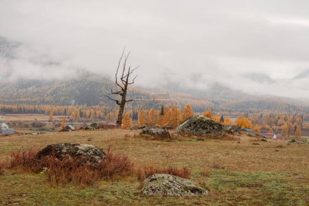 Golden September in the foggy mountains. Bare gnarled tree in the fog. Yellow larch season is the best with beautiful views. Natural scenery of autumn mountain forest. Siberia.