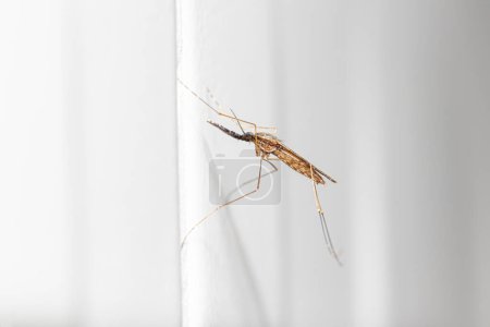 Foto de Vista lateral de cerca Anopheles spp. Mosquito (vector de malaria) del sudeste asiático - Imagen libre de derechos